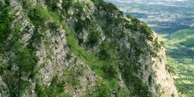 Pino Loricato (Monte Pollino)